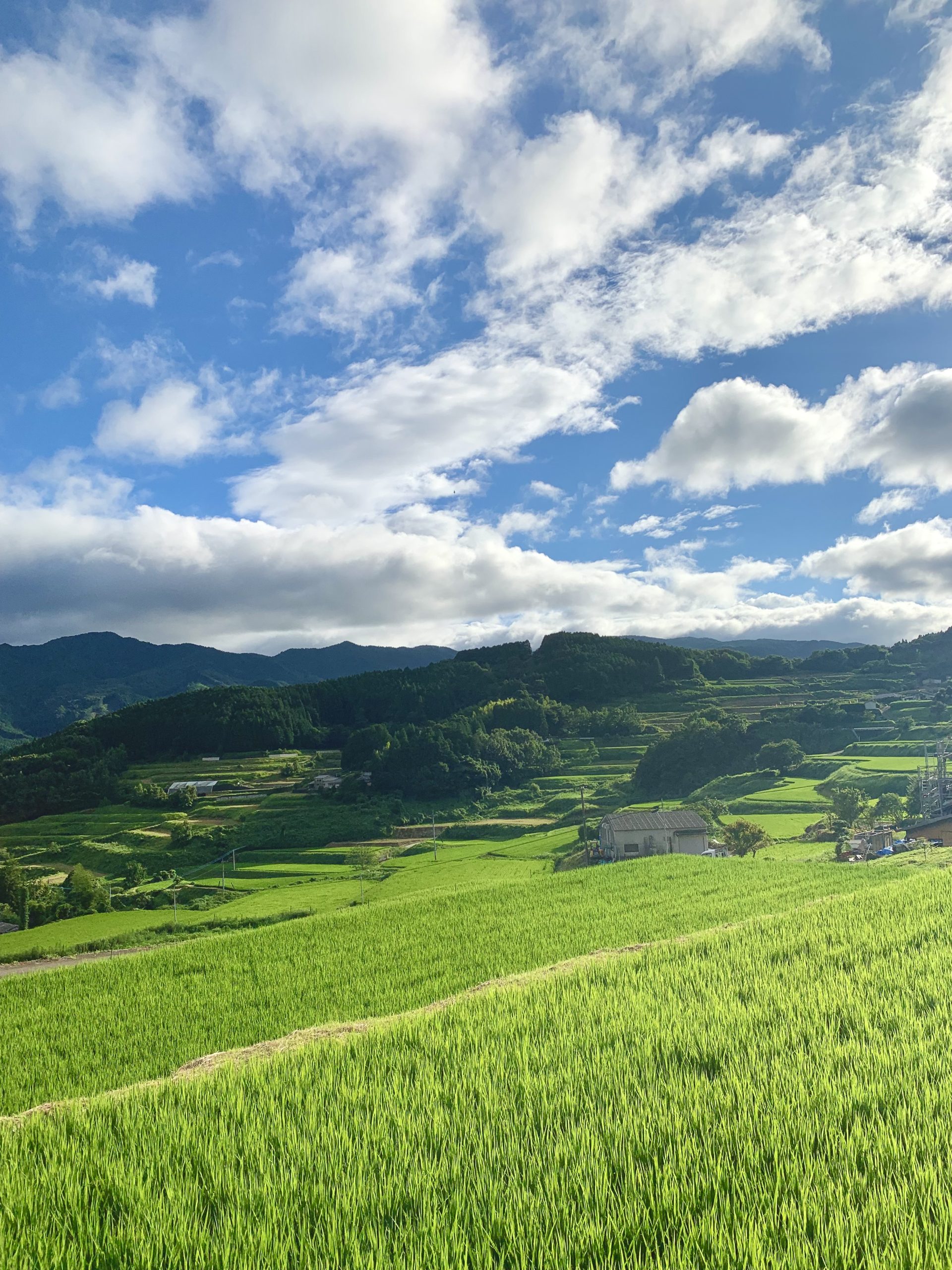 平石の棚田